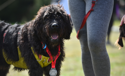 4 Paws Marathon - with your dog!